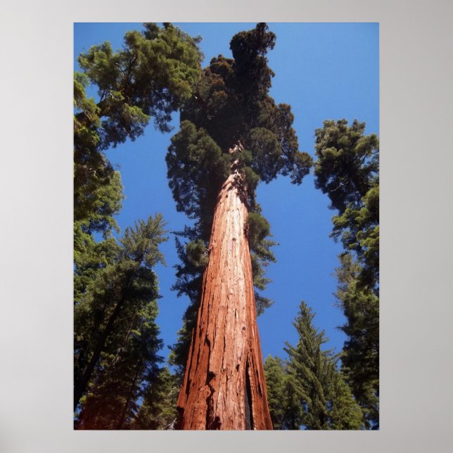 Poster Giant Sequoia (Frente)