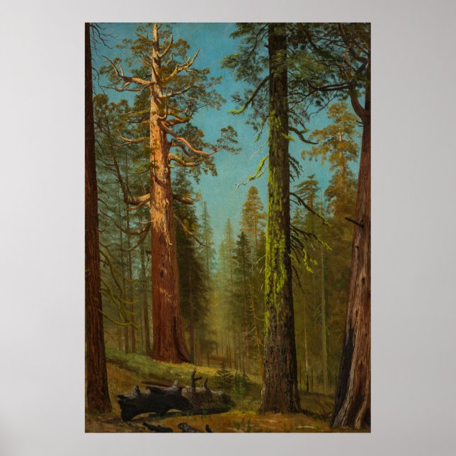 Poster Giant Sequoia Mariposa Grove Califórnia (Frente)