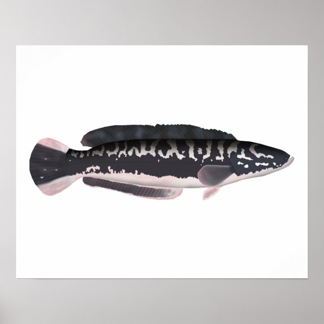 Poster Giant Snakehead (Frente)