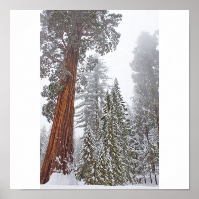 Póster Giants II (Frente)