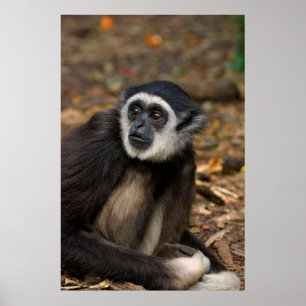 Póster Gibão de mãos brancas (Hylobates Lar), Monkeyland