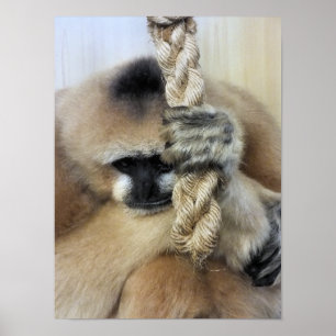 PÓSTER GIBBON