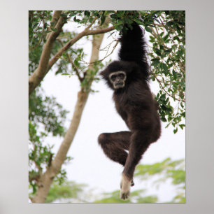 Póster Gibbon Swing de Árvore