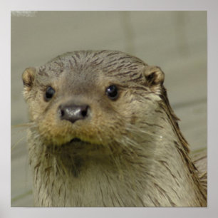 Poster gigante da lontra de rio