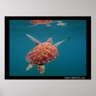Poster gigante da tartaruga de mar