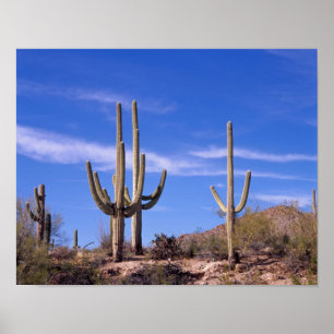 Poster Gigante multiarmado Saguaro cactus, Saguaro