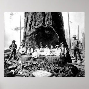 Poster GIGANTE REDWOOD no domingo c. 1890
