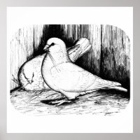 Gigante Runt Pigeons