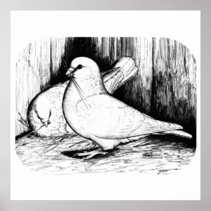 Póster Gigante Runt Pigeons