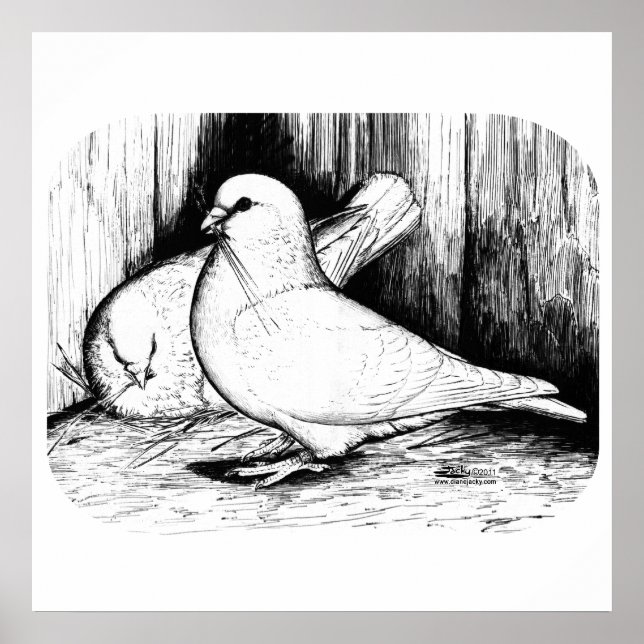 Póster Gigante Runt Pigeons (Frente)