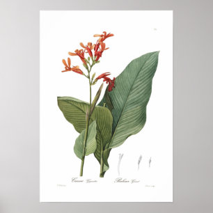 Póster Gigantea de Canna