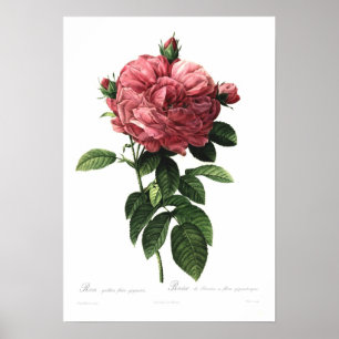 Póster Giganteo do flore do gallica de Rosa