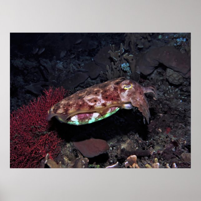 Poster Gili Cuttlefish (Frente)