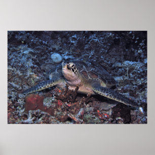 Poster Gili Green Turtle