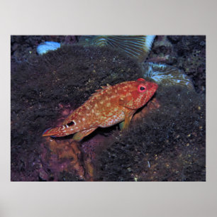 Poster Gili T Scorpionfish