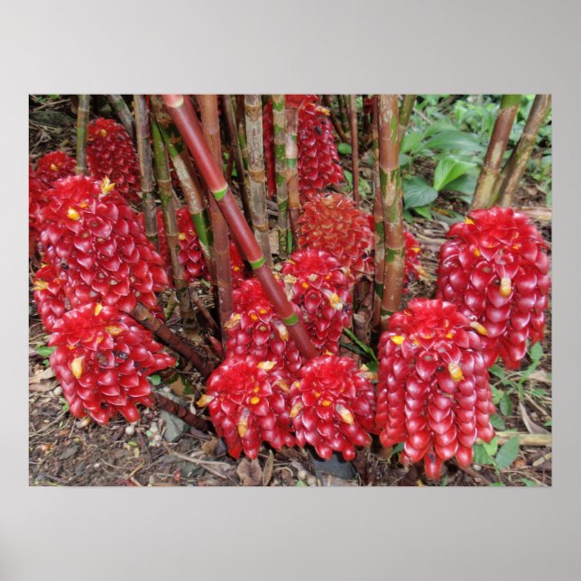 Póster Ginger de Wax indonésio (Frente)