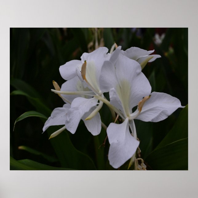 Poster Ginger Lily-0105 (Frente)