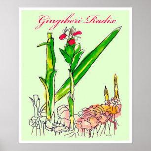 Póster Ginger Root Watercolor