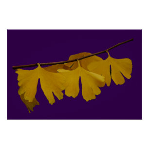 Póster Ginkgo Biloba deixa Poster