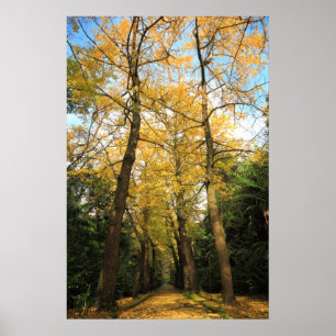 Póster Ginkgo biloba trees