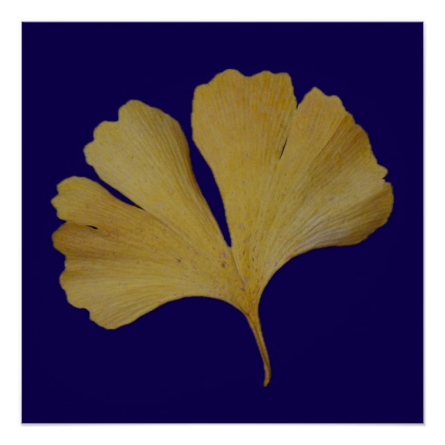 Póster Ginkgo Leaf Poster (Frente)
