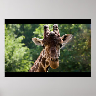 Póster Girafa