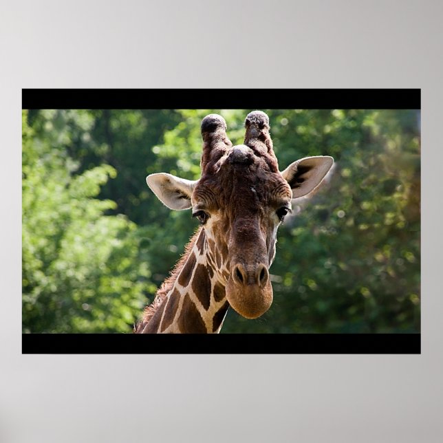 Póster Girafa (Frente)