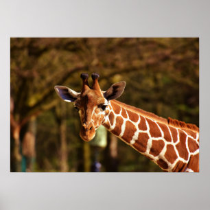 Poster Girafa