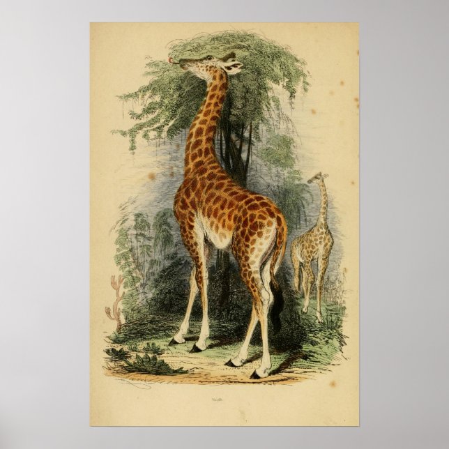 Poster Girafa (1849) (Frente)