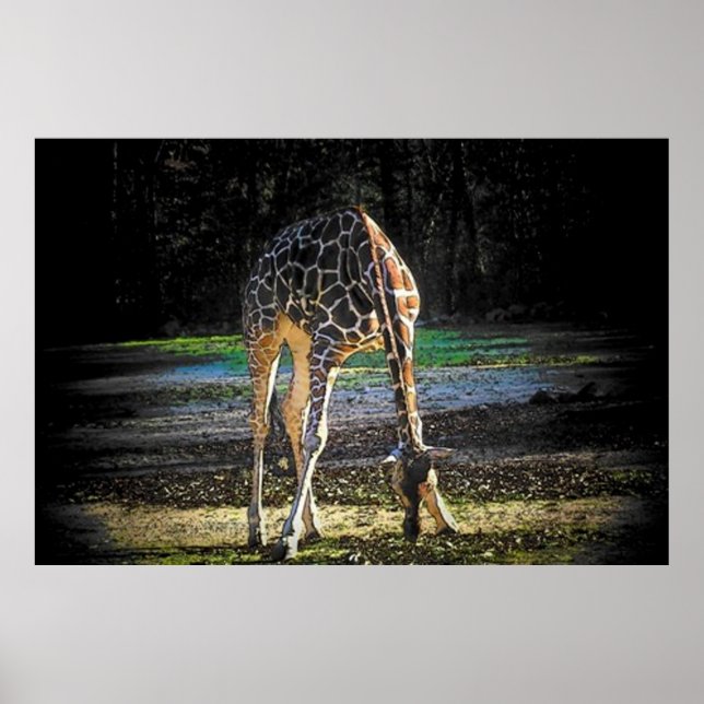 Póster Girafa 2 (Frente)