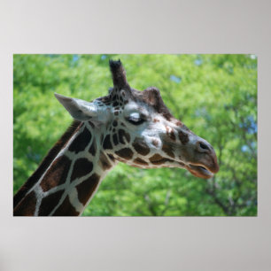 Poster Girafa Adorável