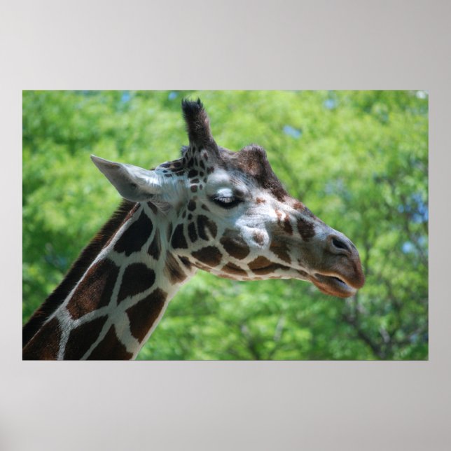 Poster Girafa Adorável (Frente)