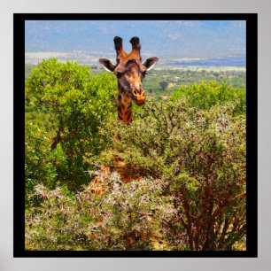 Póster Girafa Adorável Apontando Sua Cabeça Acima Das