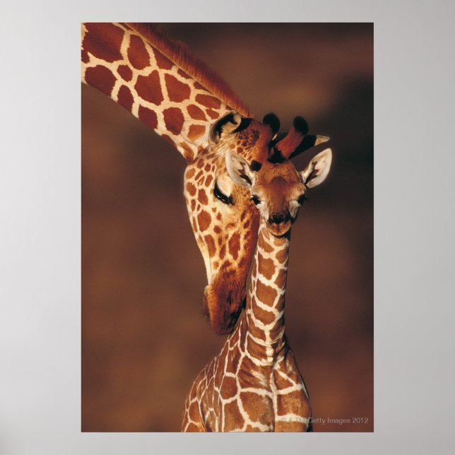 Poster Girafa adulta com vitelo (Girafa camelopardalis) (Frente)