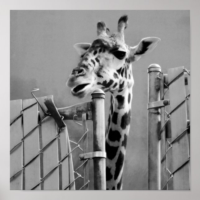Póster Girafa atrás da cerca Black & White Photoshop (Frente)