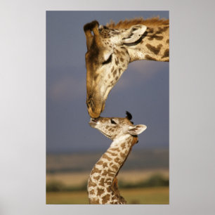 Poster Girafa Beijando Girafa Bebê