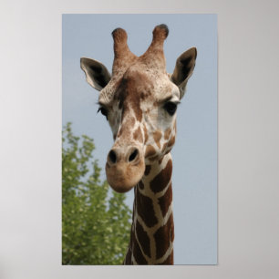 Póster Girafa bonita