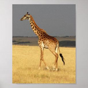 Poster Girafa cheio da África Animais Africanos