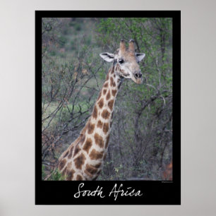 Póster Girafa de África do Sul