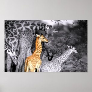 Póster Girafa do bebê