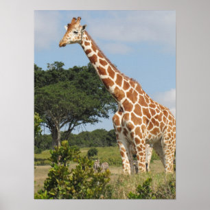 Póster Girafa elevado de KENYA
