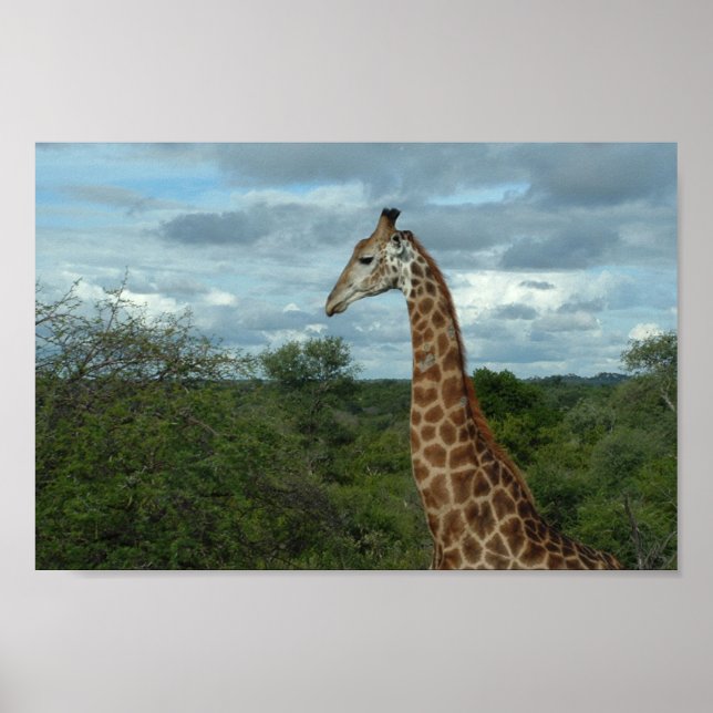 Póster Girafa em Dusk (Frente)