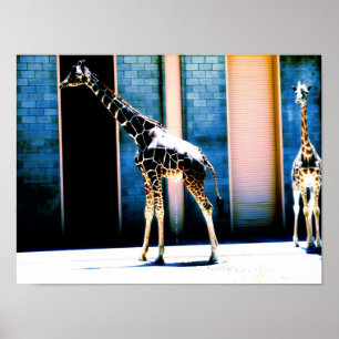Poster Girafa fazendo xixi