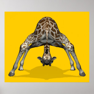 Póster Girafa ginástico