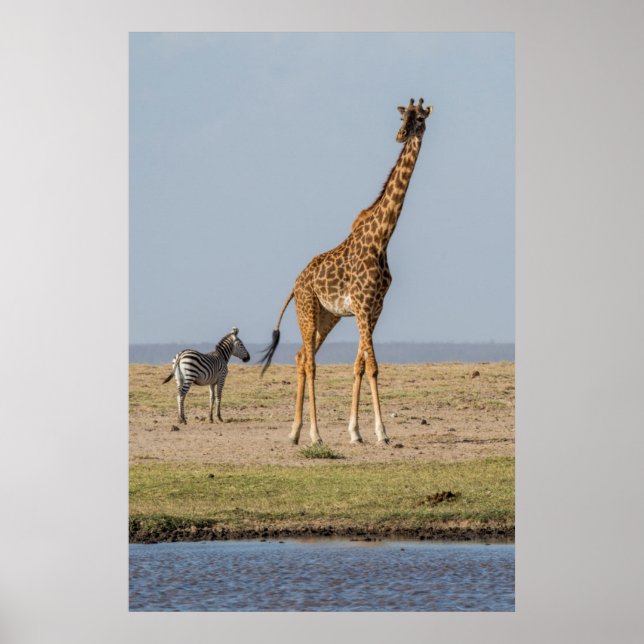 Poster Girafa junto a um poço de água (Frente)