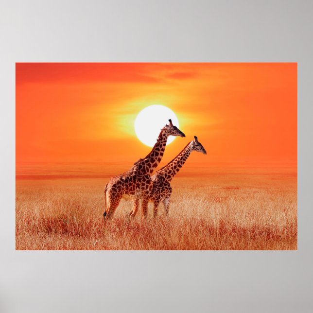 Poster Girafa na savana africana contra o backdro (Frente)