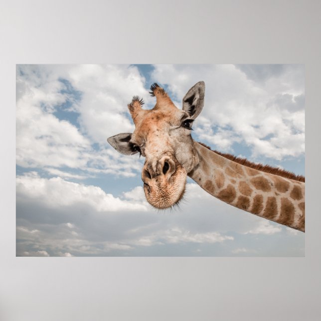 Poster Girafa para Cima (Frente)