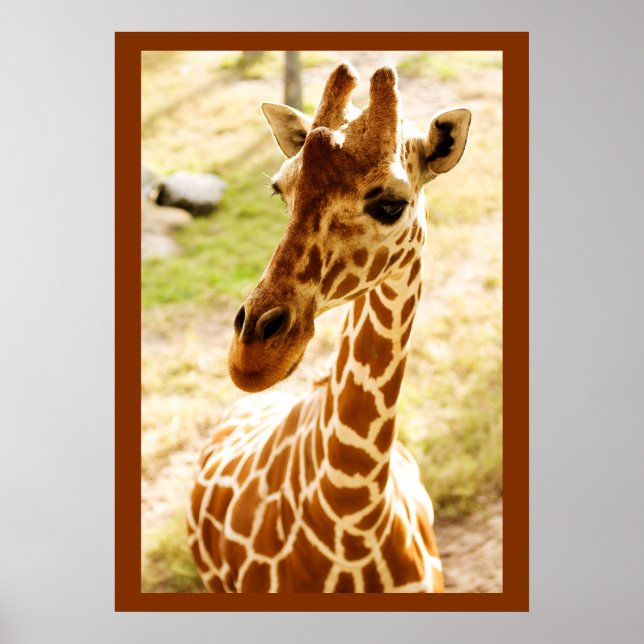 Póster Girafa para Cima (Frente)