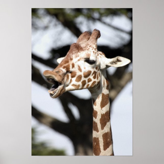 Poster Girafa reticulada de cara engraçada, São Francisco (Frente)