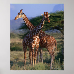 Póster Girafa Reticulated 2